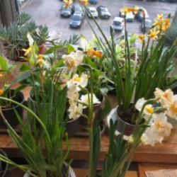 Windowsill challenge